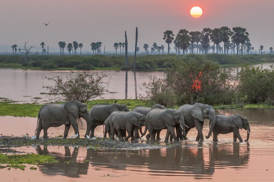 selous_sunset_ellies