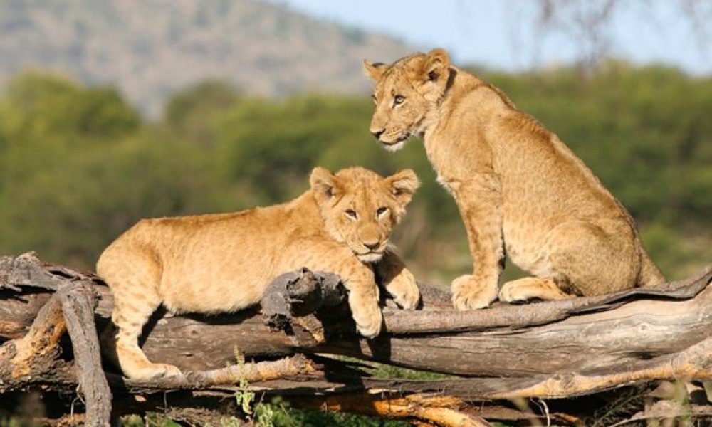 tanzania-serengeti-national-park-730x450