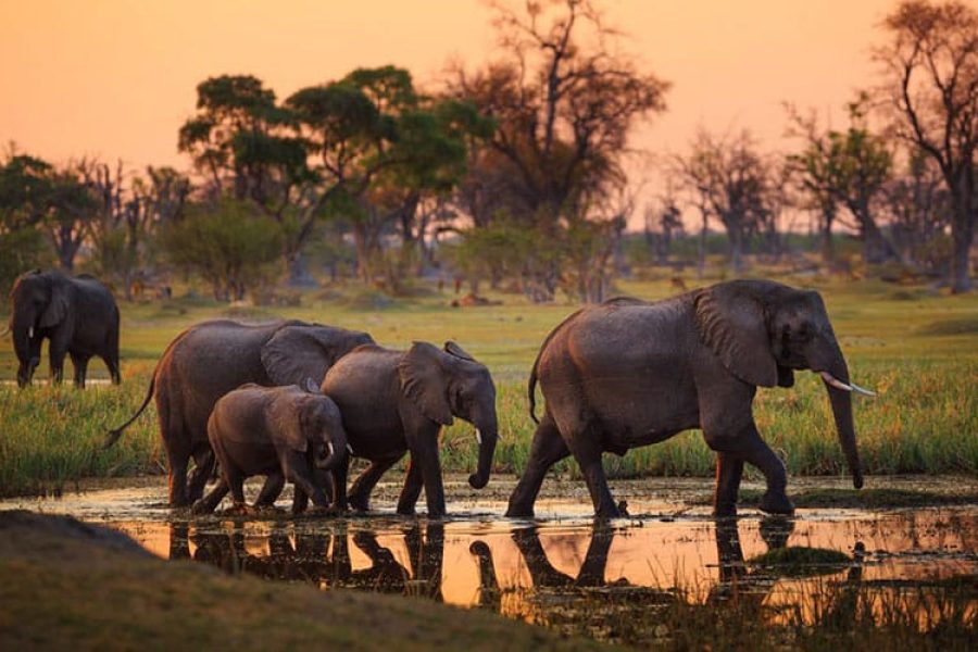 tarangire 3