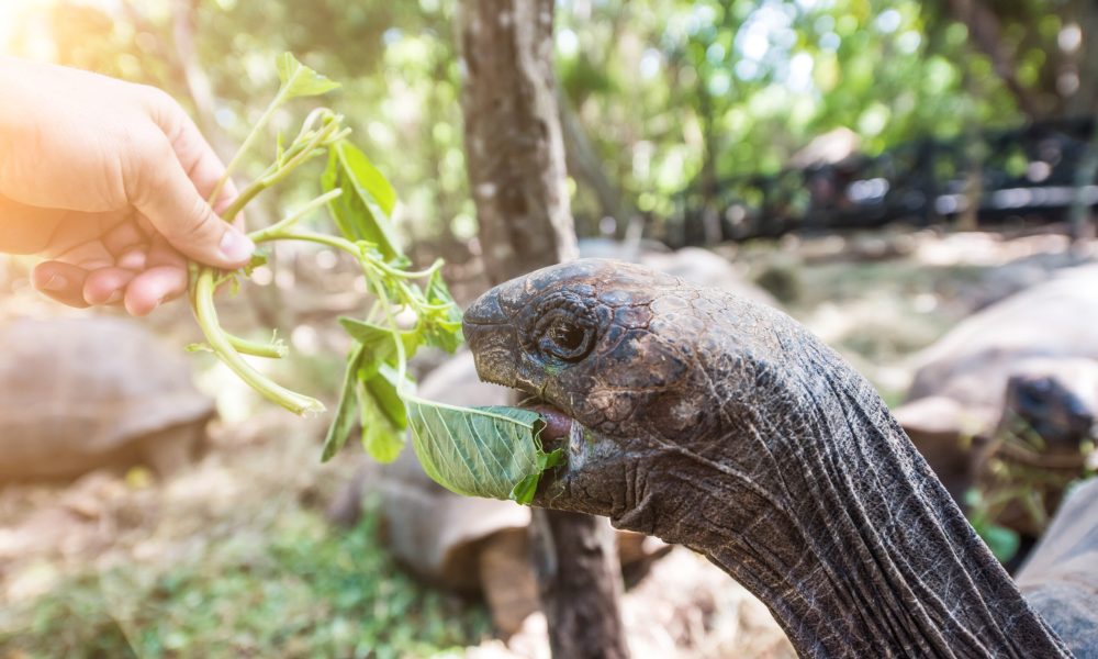 african turtle with opened mouth near green plant in a park, close up