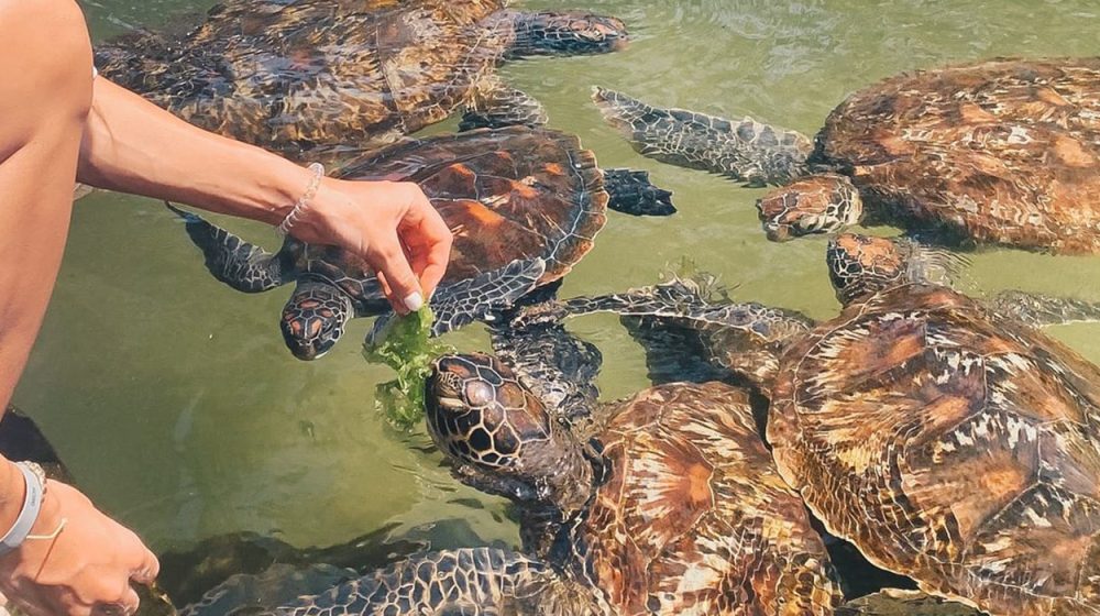turtles aquarium zanzibar